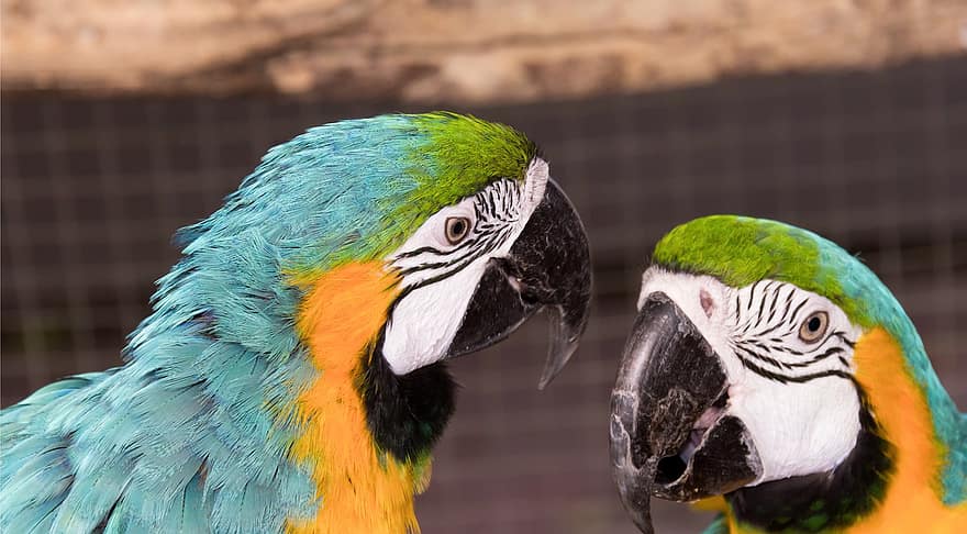 burung, burung beo, macaw parrot
