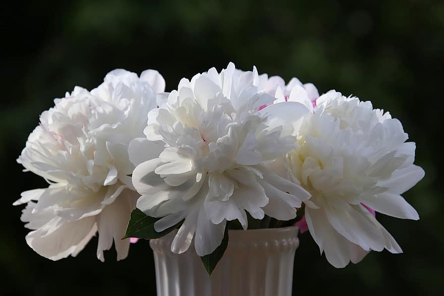 Pfingstrose, Blumen, Vase, Strauß, weiße Blumen, Blütenblätter, blühen, dekorativ