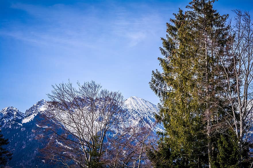 alberi, montagne, cielo, cielo blu, catene montuose, vista delle montagne, paesaggio, montagne di neve, Alpi, alpino