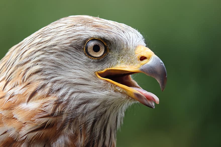 Falcon, Close Up, Animal Portrait, Hunting, Bird Of Prey, Falconry, Bill, Falcon Eyes, Falcon Head, Plumage, View