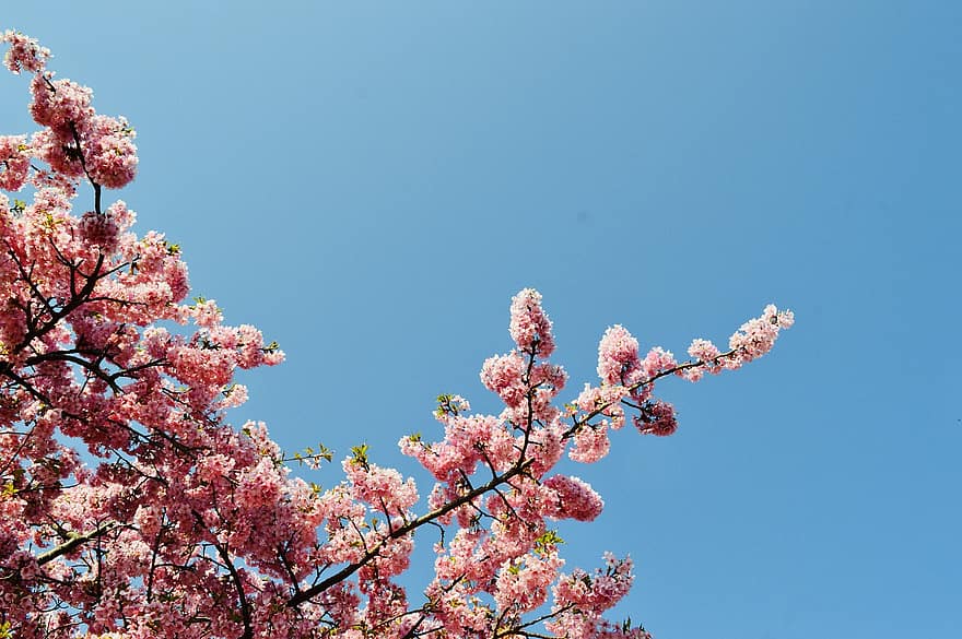 sakura, flors, cel, arbre, florir, flor, Flors de cirerer, flors de color rosa, branques, primavera, branca