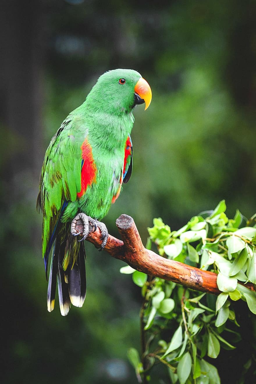 papegøje, fugl, dyr, grønne papegøje, træ