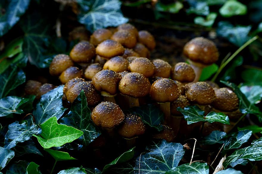 jamur, jamur yang bisa dimakan, paku payung, ivy, tumbuhan bawah
