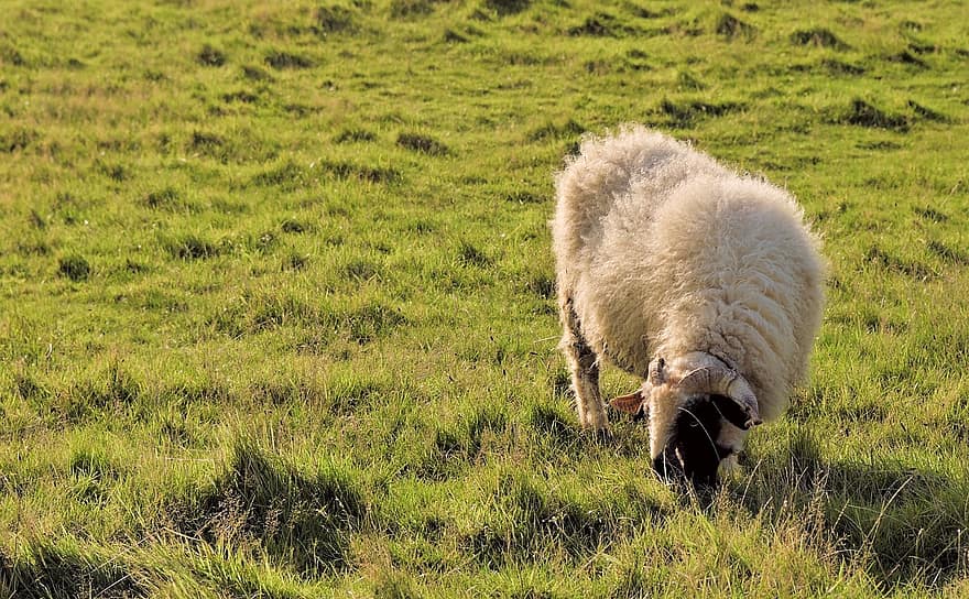 schapen, dier, weide, begrazing, vee, RAM, bock, wol, landbouw, veld-
