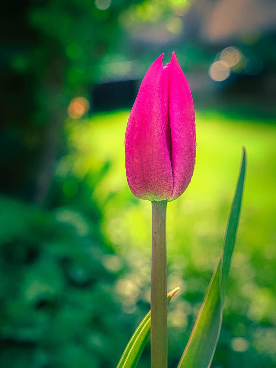 Tulip, Bud, Flower, Plant, Spring Flower, Garden, Spring Awakening, Spring, Nature