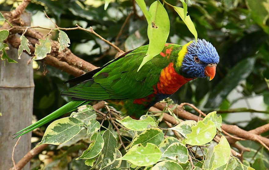 papagaio, pássaro, pena, plumagem, colorida, animal, exótico, natureza, tropical, fauna