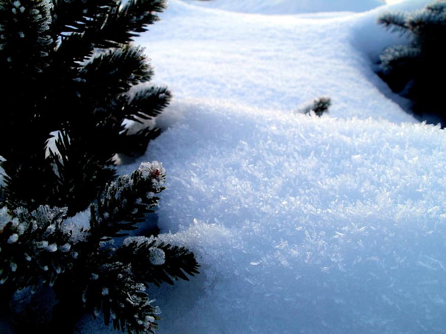 クリスマスツリー、針、雪、雪の結晶、フィールド、雪の吹きだまり、天気、冬