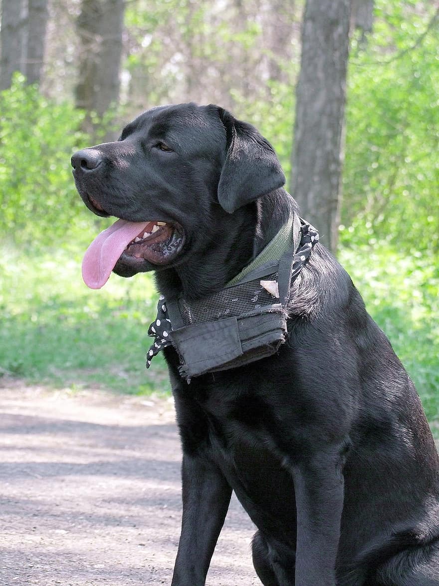 šuo, cukranendrių korsas, juoda, juodas šuo, liežuvis, naminių gyvūnėlių, apykaklės, šuns antkaklis, šunų portretas, portretas, mielas