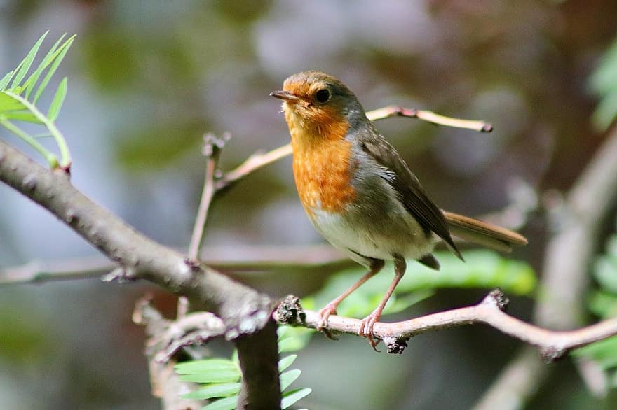 robin, sångfågel, liten fågel