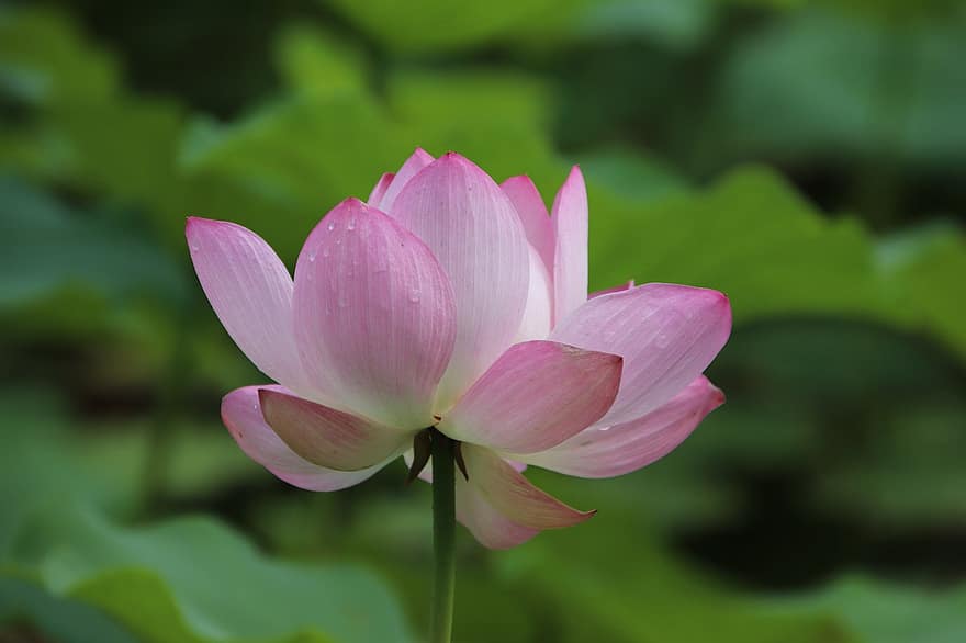 lotus, blomma, växt, näckros, kronblad, rosa blomma, vattenväxter, flora, damm, natur, närbild