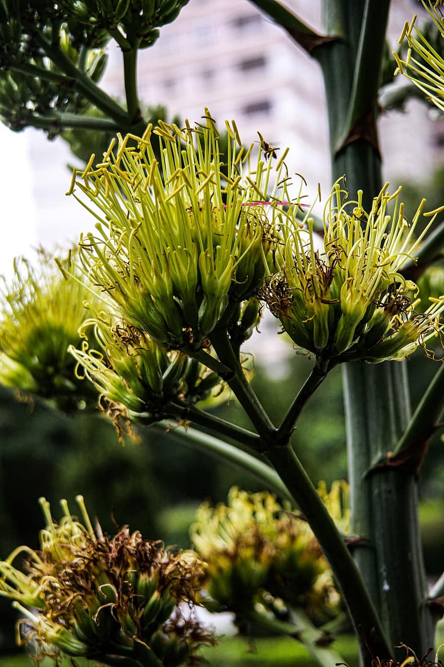 Ανανάς Νότια Αμερική, agave americana, κίτρινο πράσινο, Η έννοια του Φενγκ Σούι, Σχηματίστε μια δοκό