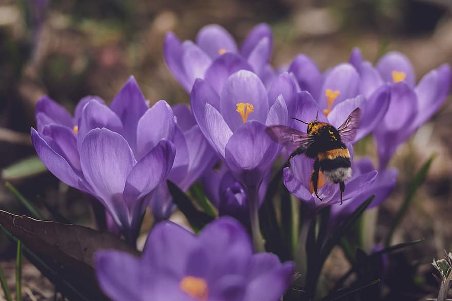 крокусы, цветы, пчела, насекомое, осенний крокус, фиолетовые крокусы, фиолетовые цветы, завод, поле, природа, крупный план