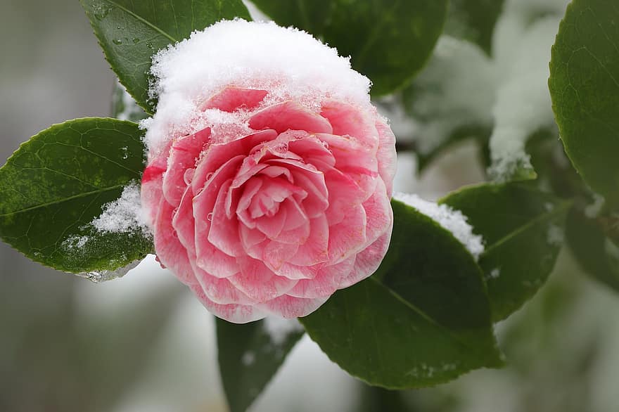 камелия, цвести, цветение, мороз, снег, лед, зима, розовый цветок, лепестки, ранний расцвет, декоративный куст