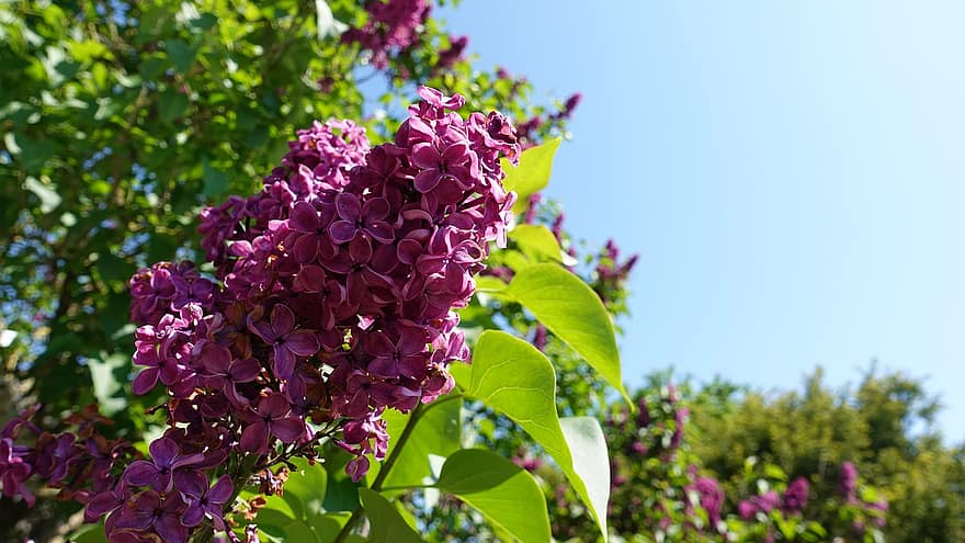 lilacs, violet flori, inflorescenţă, violete petale, a inflori, inflori, floră, natură, plante, plante cu flori, primăvară