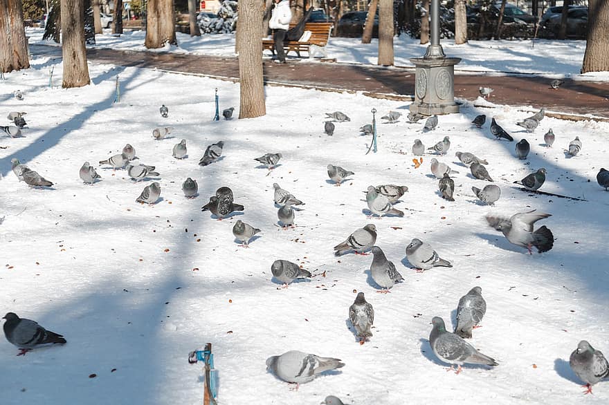 Birds, Pigeon, Ornithology, Species, Fauna, Avian, Animals, Wildlife, Dove, Snow, Winter