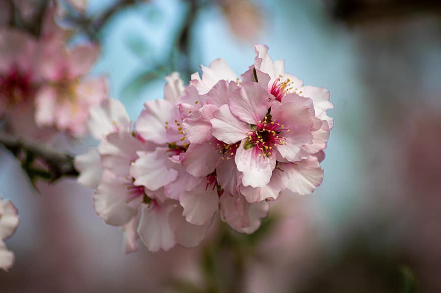 Almond Tree, Flowers, Branch, Pink Flowers, Petals, Bloom, Blossom, Spring, Tree, Nature, Closeup
