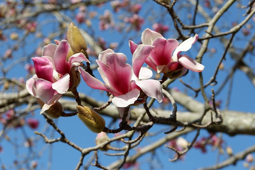 kukat, yulan magnolia, vaaleanpunaiset kukat, magnolia denudata, magnolia, kukka, kukka pää, kasvi, haara, kevät, lähikuva