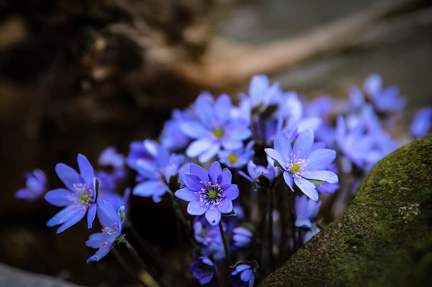 blommor, májvirág, blåa blommor, kronblad, blå kronblad, blomma, vild, skog, vår, natur, flora