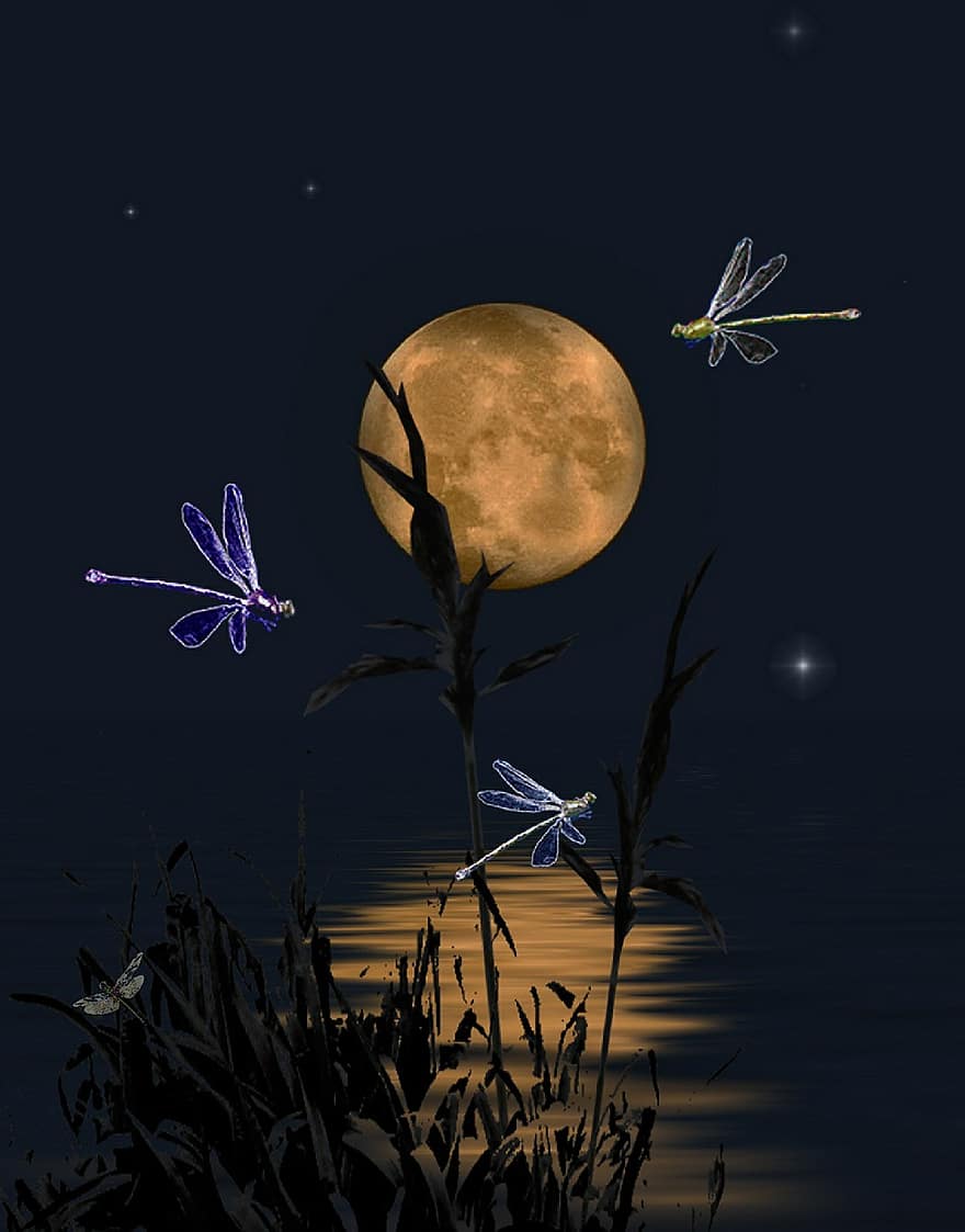 แมลงปอ, แมลงปอเต้นรำ, เต้นรำ, ดวงจันทร์, กลางคืน, อารมณ์, ตอนเย็น, แสงจันทร์, ภูมิประเทศ, ทะเลสาป, กก
