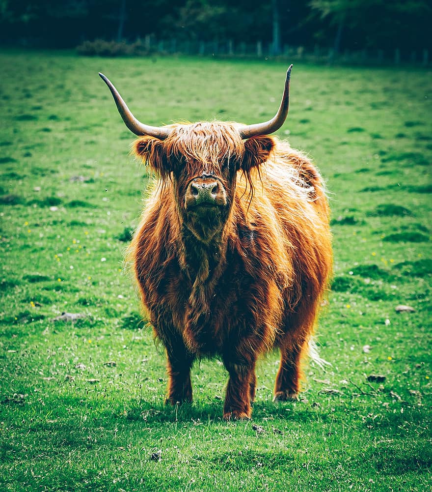 Highland Cattle, Cow, Pasture, Animal, Nature, Field, grass, farm, rural scene, meadow, cattle