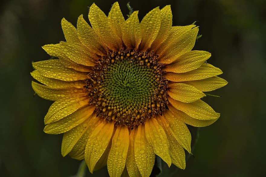 bunga matahari, morgentau, basah, setetes air, kuning, air, menitik, bunga, embun, musim panas, lembab