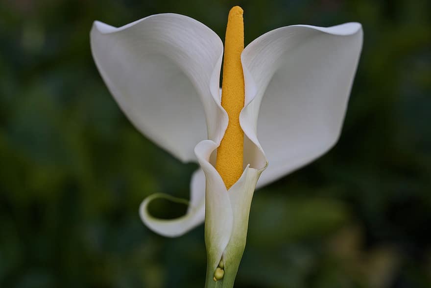 Calla Lilie, Blume, Pflanze, Arum Lilie, weiße Blume, blühen, Frühling, Garten, Nahansicht, Blatt, Sommer-