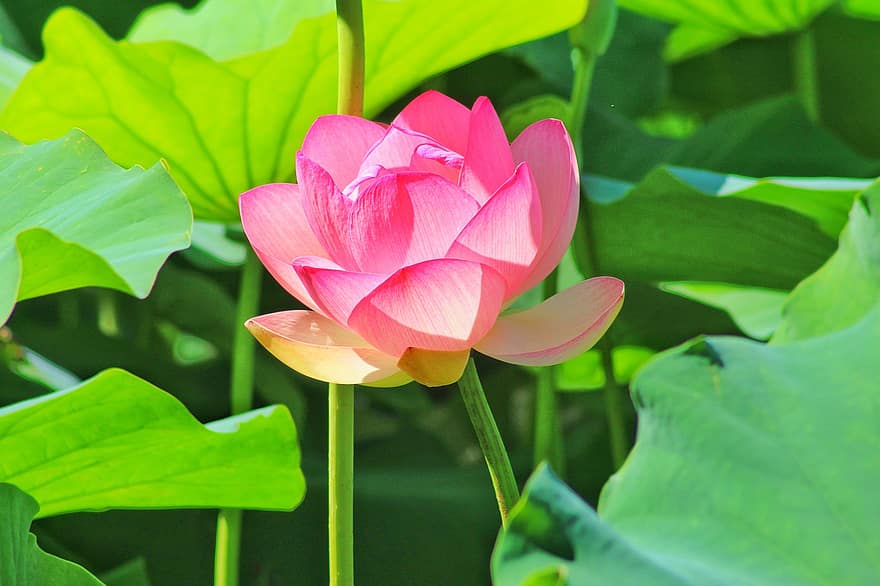 Lotus, Blume, Lotus Blume, pinke Blume, Blütenblätter, rosa Blütenblätter, blühen, Wasserpflanze, Flora