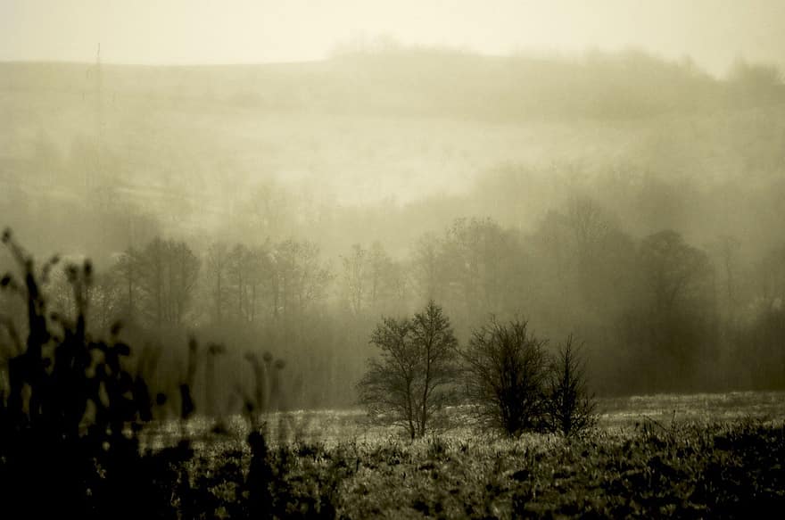 krajobraz, mgła, las
