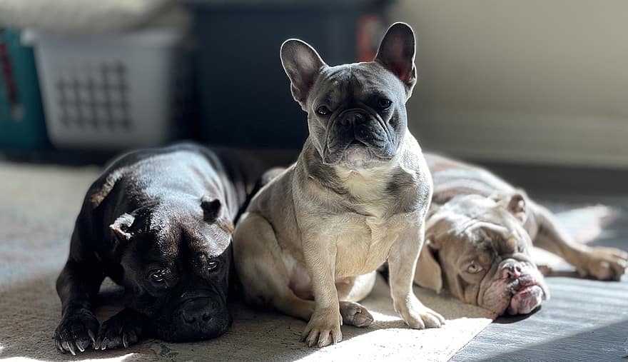 French Bulldogs, Dogs, Pets, Puppy, Young Dog, Animals, Domestic Dogs, Canines, Mammals, Family, Cute