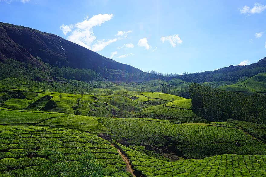 montaña, té, bosque, verdor, Munnar, Kerala, turismo, naturaleza, agricultura, escena rural, granja