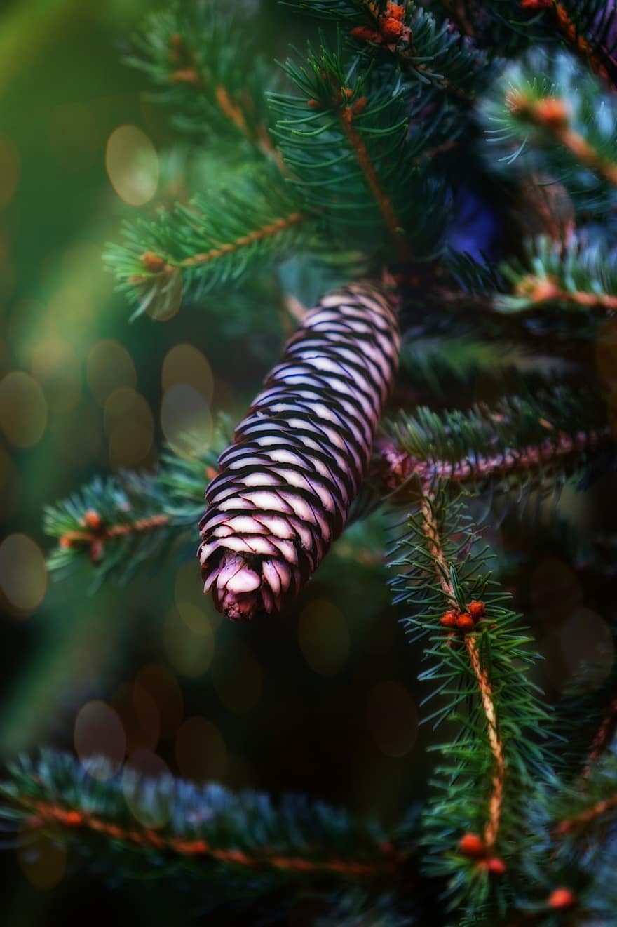 Pine Cone, Christmas, Fir Tree, Evergreen, tree, close-up, decoration, coniferous tree, pine tree, green color, backgrounds