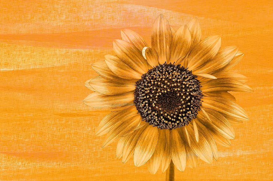 bunga matahari, mekar, berkembang, Lukisan Musim Panas, warna, dilukis, seri, seni