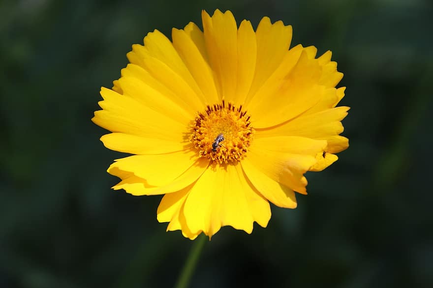 tickseed, květ, malá květina, žlutý květ, žluté okvětní lístky, flóra