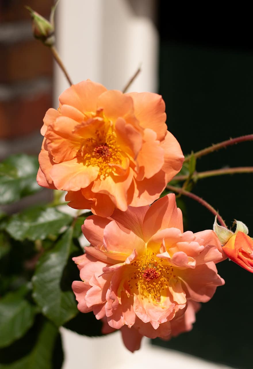 Rosa, рози, цветя, тичинките, оранжев, листенца, разцвет, флора, градина, цветарски, ботаника