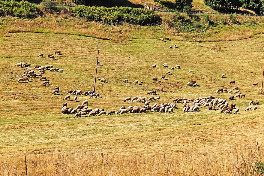 Sheep, Flock, Countryside, Landscape, Meadow, Grazing, Grass, Grassland, Field, Farm, Pasture
