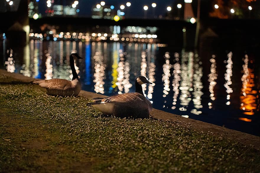 Geese, Canada Geese, Night, Flow, Lights, water, beak, feather, pond, animals in the wild, duck