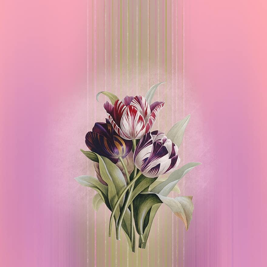 Pozadí, tulipány, růžový, květiny, kytice, květ, růžový květ, jaro
