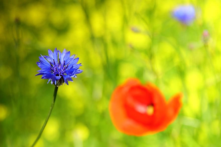 centaurea, azul, amarelo, vermelho, colorida, Prado, natureza, rural, jardim, flor, prado flor