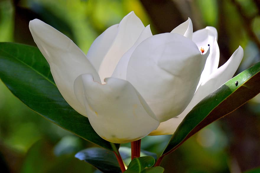 magnolia, blomst, hvid blomst, kronblade, hvide kronblade, flor, blomstre, blade, flora, natur