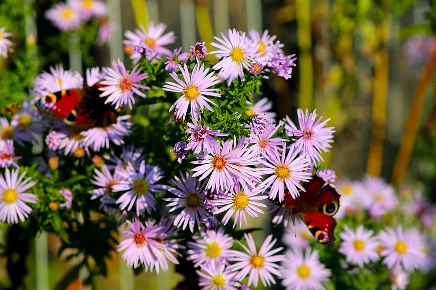 Schmetterlinge, Blumen, bestäuben, Natur, Pflanze, Blume, Sommer-, Nahansicht, draußen, mehrfarbig, Schönheit in der Natur