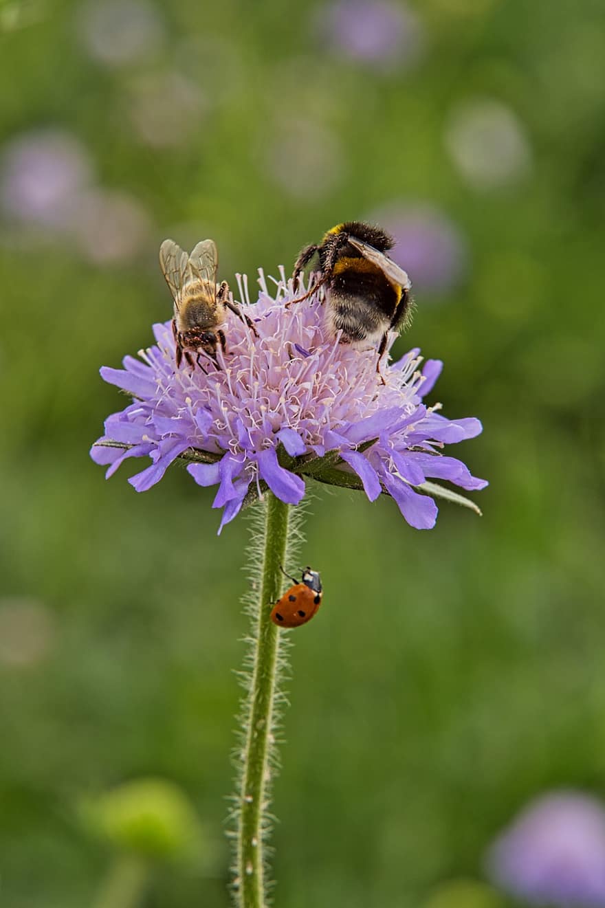 bông hoa, hoa, Thiên nhiên, bọ rùa, con ong, ong mật, Ong vò vẽ, mùa hè, cây, màu tím, thực vật học