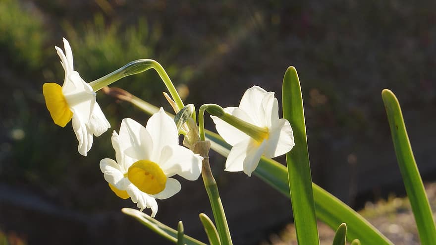 Narcis trsovitý, květiny, bílé květy, okvětní lístky, bílé okvětní lístky, květ, flóra, rostlin, jarní květiny, Příroda