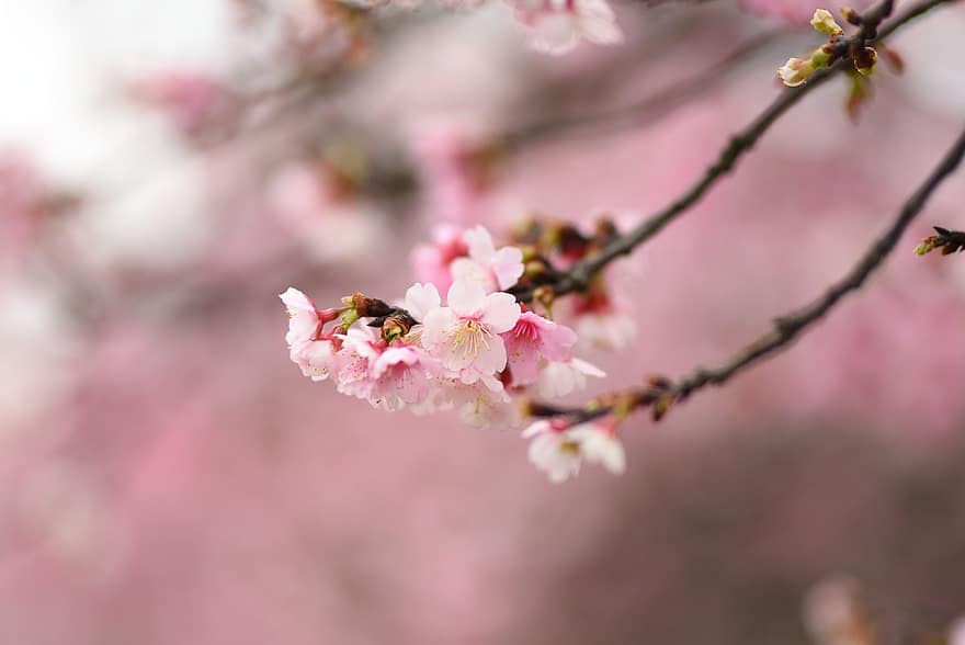 bunga-bunga, sakura, cerasus campanulata, bunga sakura, kelopak, tunas, cabang, musim semi, bunga, merapatkan, mekar