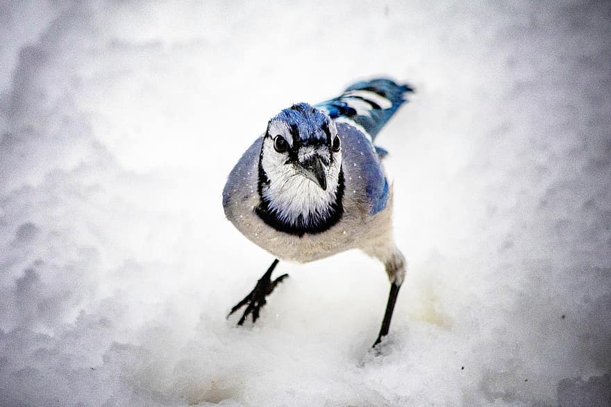 mėlyna jay, paukštis, žiemą, sniegas, snapas, plunksna, gyvūnams, vienas gyvūnas, Iš arti, mėlyna, sutelkti dėmesį į naujas žinias