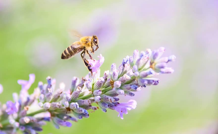 бджола, комаха, політ, лаванда, нектар, меду, пилок, тигіст, добування їжі, запилення, жовтий