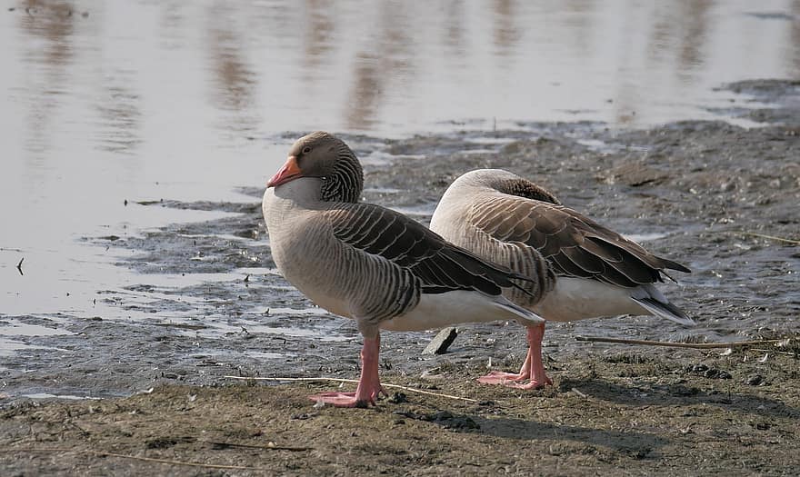 Greylag Geese, Geese, Water Birds, Lake, Riverbank