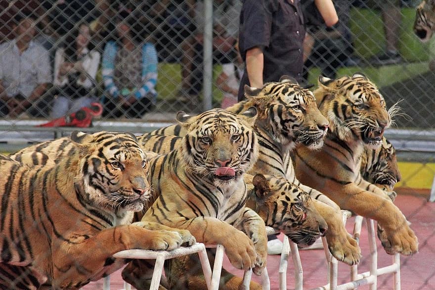 Tiger, Tier, Natur, bengalischer Tiger, gestreift, undomestizierte Katze, Tiere in freier Wildbahn, gefährdete Spezies, katzenartig, groß, große Katze