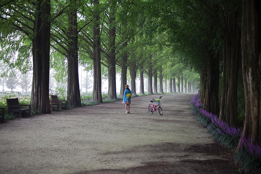 път, момиче, метасеквоя, дървета, Път, облицован с метасеквоя, туристическа атракция, Jeonnam, Дамян, Република Корея