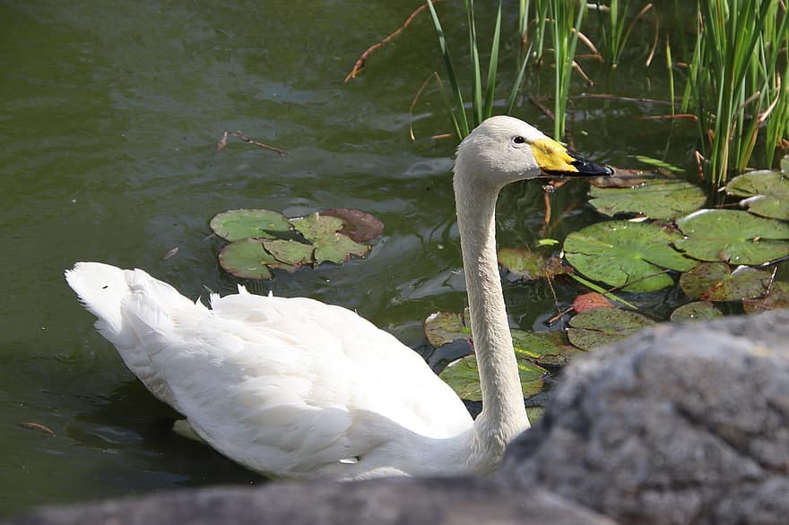 Swan, Bird, Pond, White Swan, Waterfowl, Water Bird, Animal, Feathers, Beak, Plumage, Water