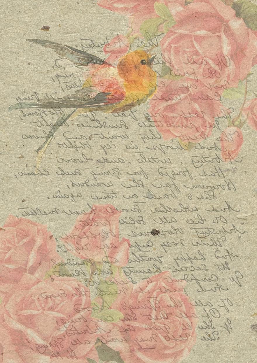 epocă, Trandafir, scrisoare, vechi, pasăre, roz, fundal, floare, șablon, însemnări, dunga